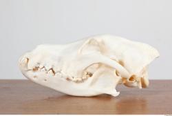 Skull III